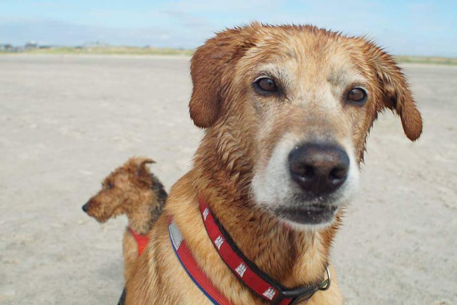Zwei Hunde am Strand, im Vordergrund ein sandfarbener Hund im roten Geschirr